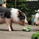 Potbellied pigs eating kale
